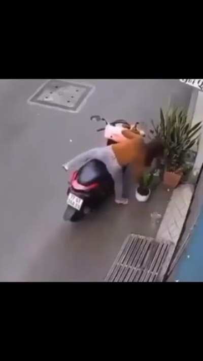 Trying to steal decorative plant