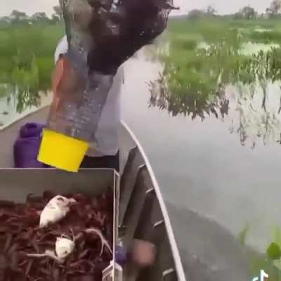 Harvesting the traps