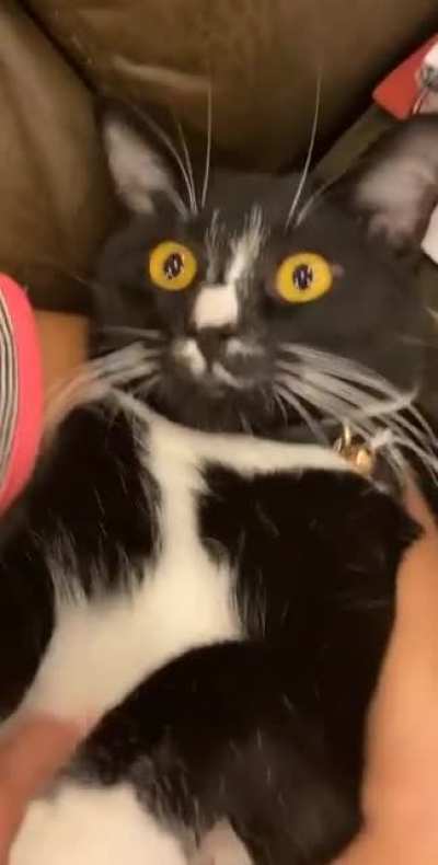 This is Onyx and he&rsquo;s in the ICU right now and we all miss him and really hope he&rsquo;ll be ok so in the meantime here&rsquo;s a video of him getting belly rubs. I&rsquo;ve never seen existential dread as prevalent as in this cat.