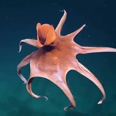 🔥 Dumbo octopus stretching its tentacles to form a huge balloon as its defense mechanism (captured by EVNautilus at a depth of around 5,250 feet)