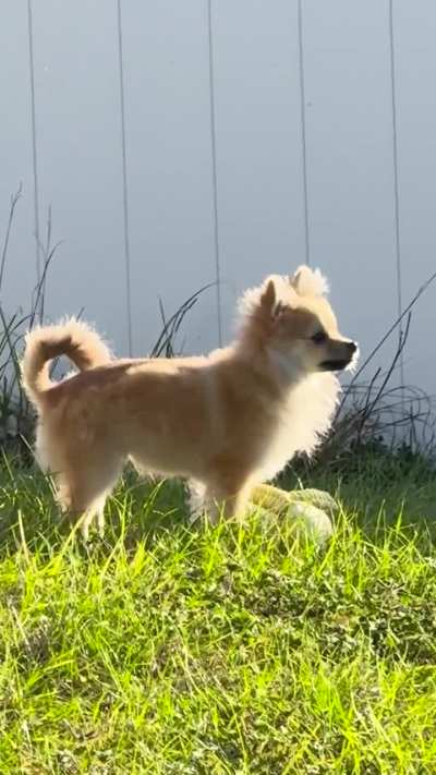 The sun is showing is true body shape lol show me your fluffy Poms!🐾