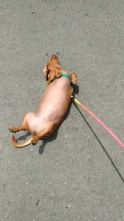 She always roll like this when I lead her this way but she wanna walk that way 😂