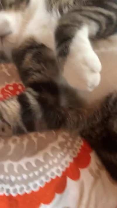 &AElig;