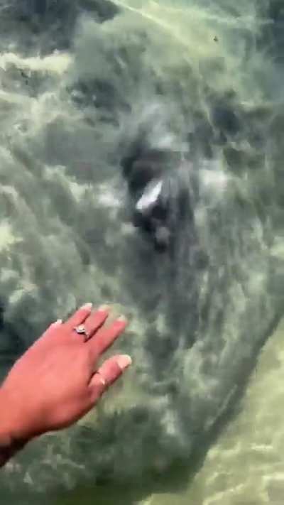 This giant stingray looks like it&rsquo;s straight out of prehistoric times.
