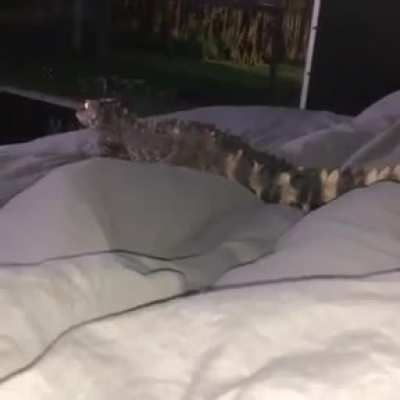 Chillin with a baby croc in bed