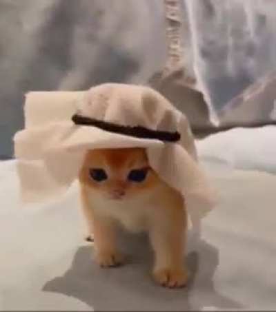 prince of Cats