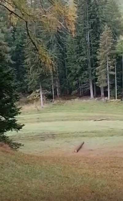 My big stick people need me!