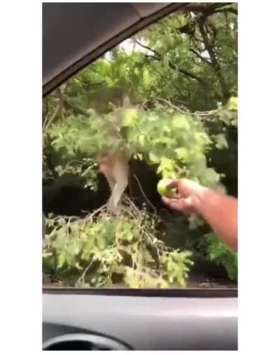 Take the fruit