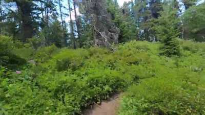 Anyone else into overgrown singletrack? 😬 (sorry for all the noise I make&hellip;.bears and moose)