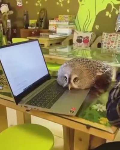 Owl thinks he's a cat.