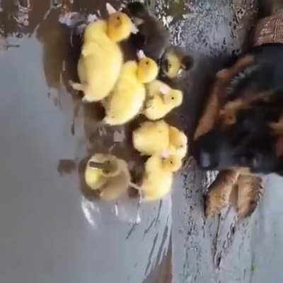 Doggo on duty