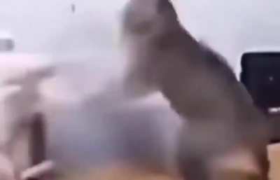 Cat fight!