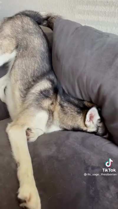 ever throw a tantrum and forget why mid-tantrum?Sage does daily.