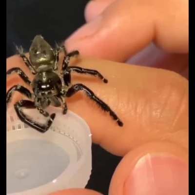 Hydrobro