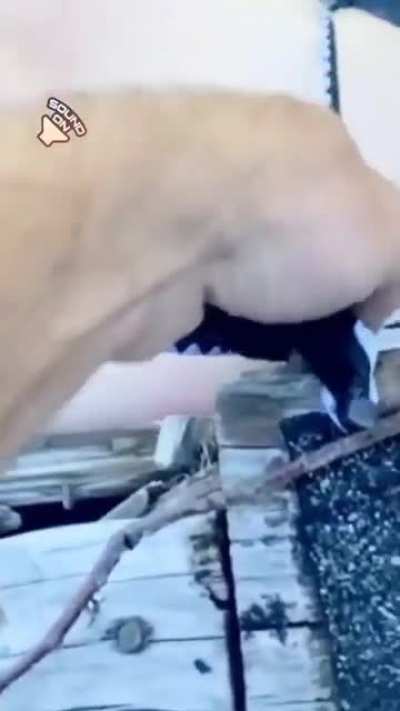 Those are some tough bikini bottoms