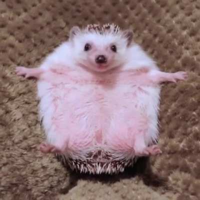 All these fake stimming videos be like