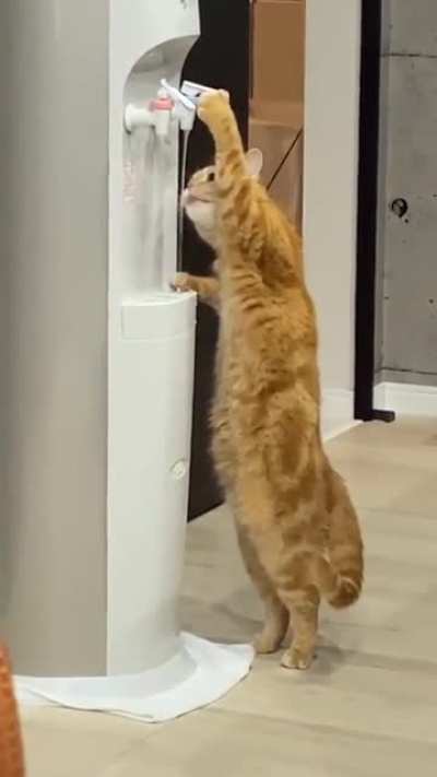 Clever kitty.