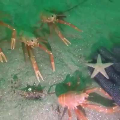 can anyone tell me what kind of crabs these are?
