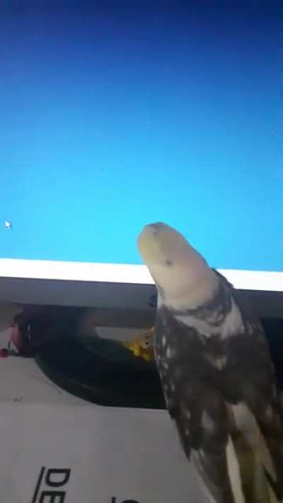 Minha calopsita tentando desesperadamente "pegar" o mouse