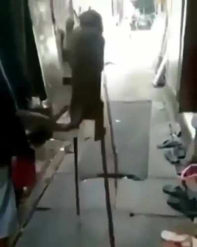 Se muri&oacute; el macaco 😭😭