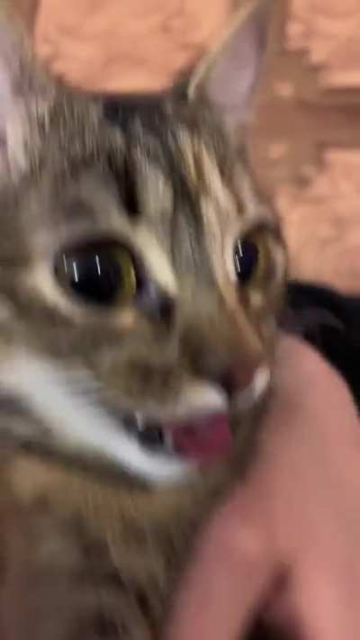 Gatchorro.