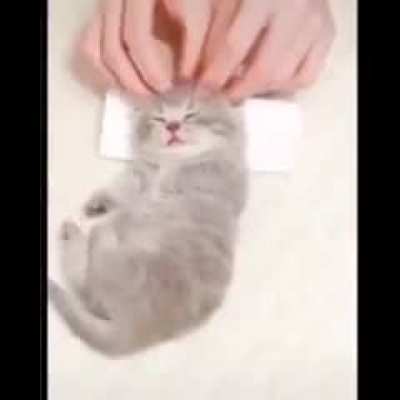 Just a wholesome cat video