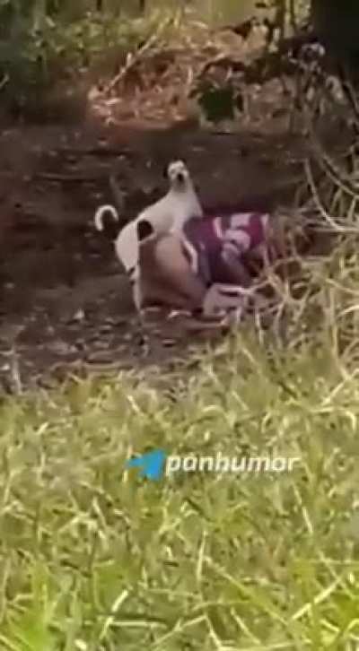 Doggy
