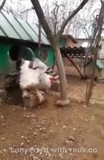 Big White Cock