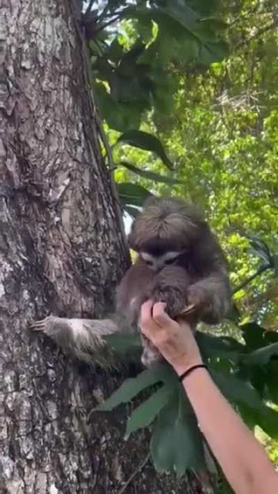 Baby sloth reunited with its mom