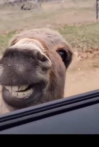 animals in a drive through zoo