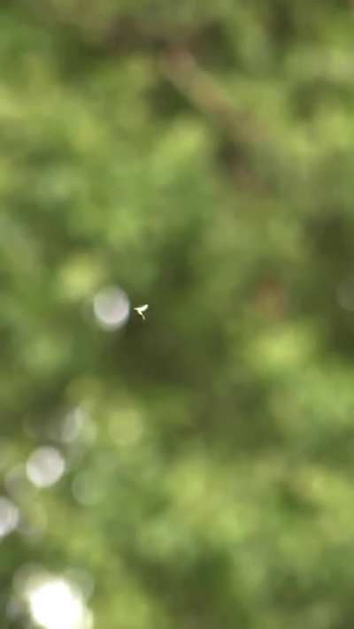 Migrant Hawker (Aeshna mixta) &ndash; Key ID mark, in flight &amp;amp; hunting mayfly subimagos!