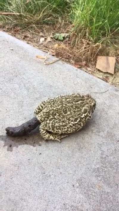 This frog dropping an absolute log