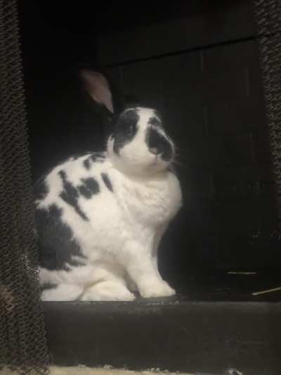 Oreo