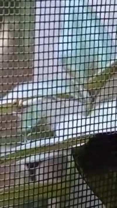 Dancing worm
