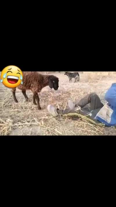 Goat vs Kid