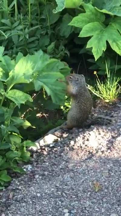 Even squeaks can be screams