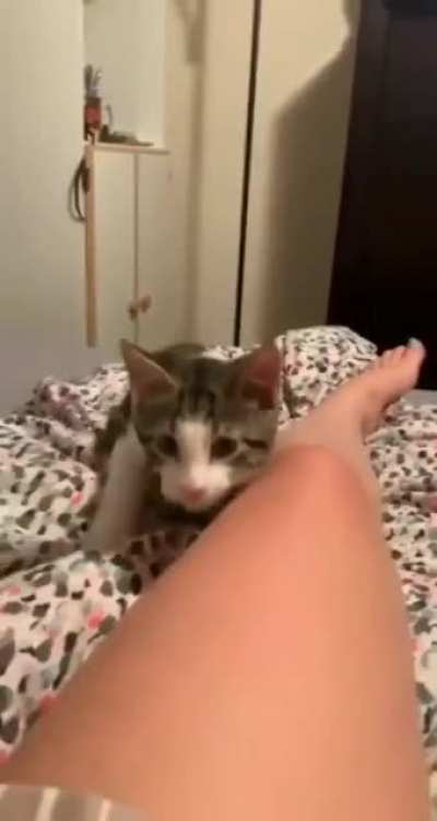 Wiggles