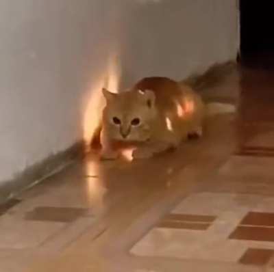 How did it eat the lights?