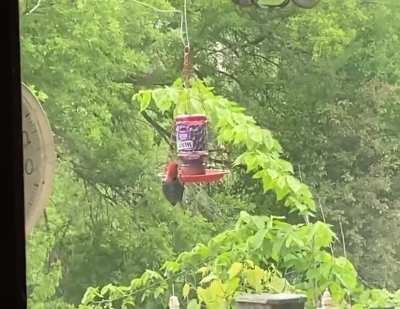 YOU'RE DOING IT WRONG. In fact, you aren't even an oriole