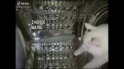 gato con una canci&oacute;n con copyright de fondo