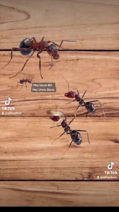 Ant Family Reunion