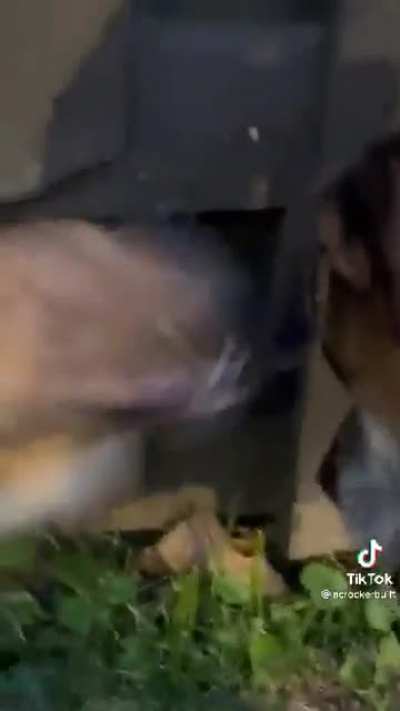 Dog freakout