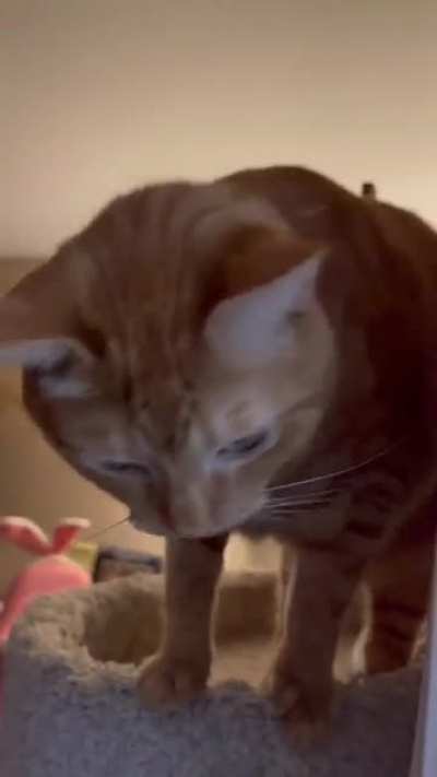 Nugget: WHERE DINNER D:&amp;lt;
