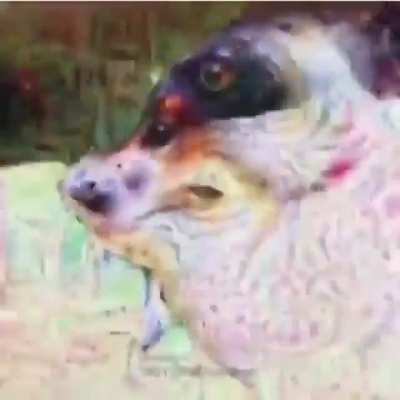 Cursed_dog?