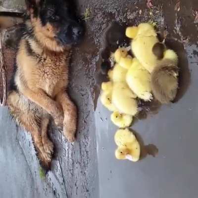 woof irl