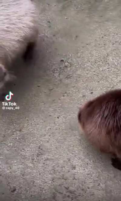 Just a couple rodents playin around