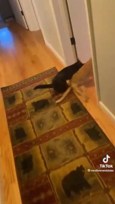 normal Ohio cat