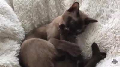 "You HEARING this shit?" - Cat&rsquo;s reaction to Tornado Warning System