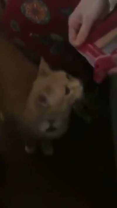 Cat is hooked on what ever that is