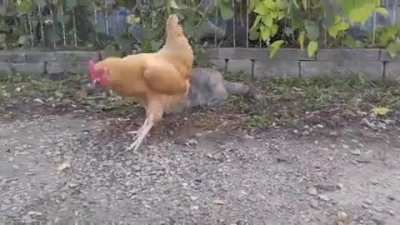 A cat stalking a mouse